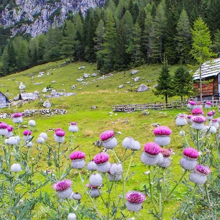 House Podgosar Pokljuka *