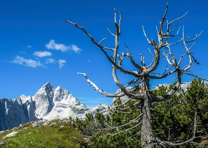 House Podgosar Pokljuka בקתה
